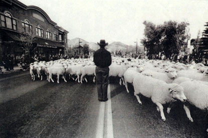 Trailing of the Sheep