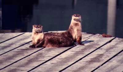 Otters on the float